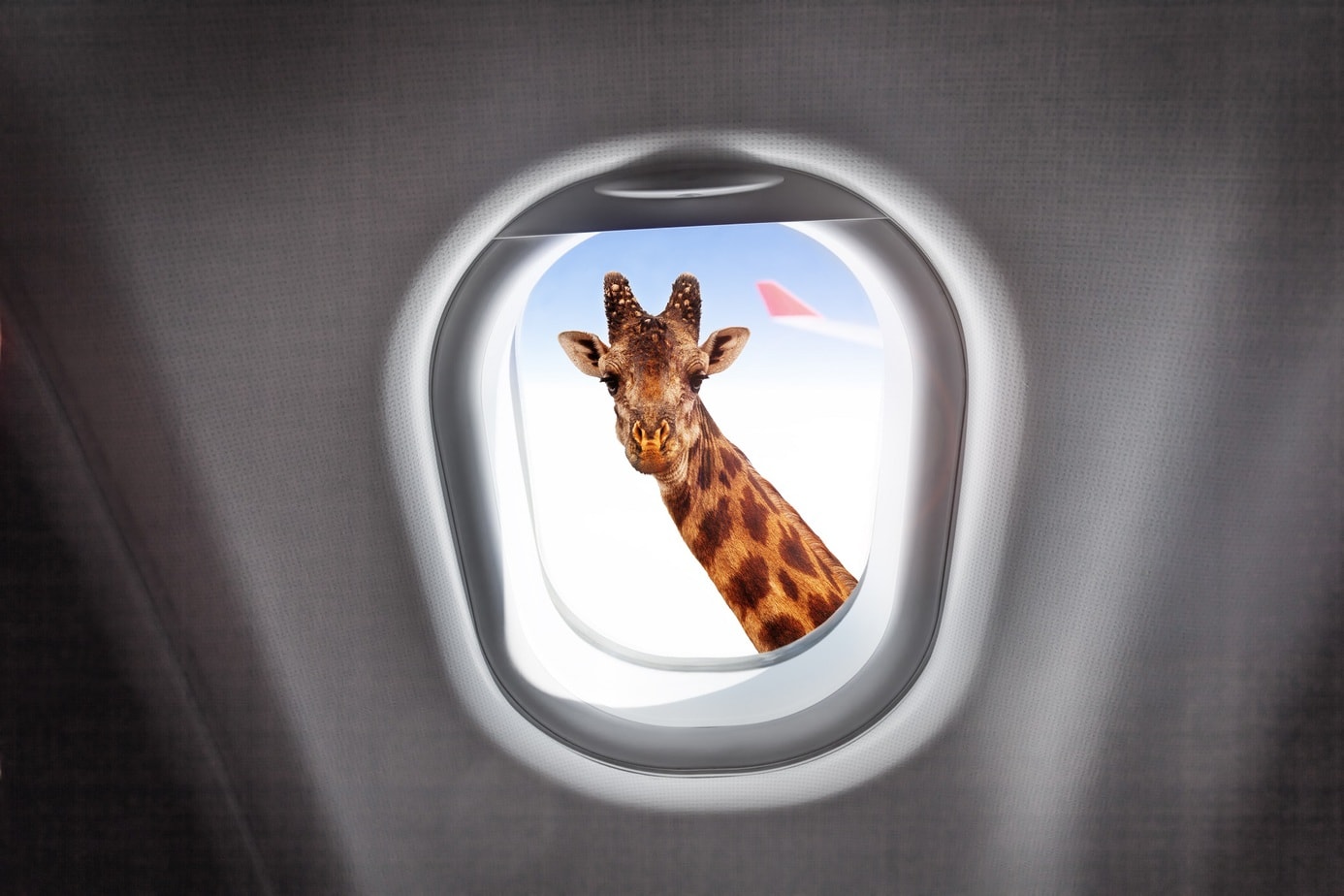 Giraffe looking through a plane’s window
